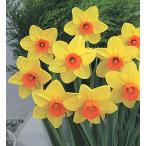 スイセンモナル球根5球