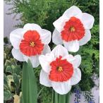 スイセンライオット球根5球