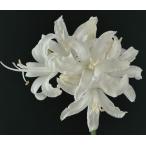 ネリネ愛の告白球根1球