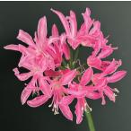 ネリネニューイヤーコンサート球根1球