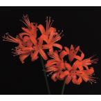 ネリネサーモンサンセット球根1球