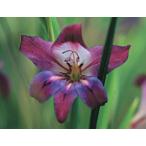 グラジオラスミスティローズ球根5球