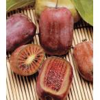  Mini киви фрукты фиолетовый . контактный дерево рассада 1 шт. 