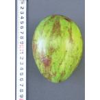 【大特価！】ポポー　ゴールデンエッグ（出願中）　接木苗　1本（当店販売価格5,800円のところ、1,300円にて）