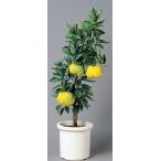  лев yuz контактный дерево рассада 1 шт. ( поступление предположительно :2025 год 11 месяц примерно )