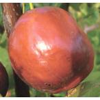 chi спальное место jumbo зизифус контактный дерево pot рассада 1 шт. ( поступление предположительно :2025 год 11 месяц примерно ..)