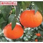  can kitsu Цу . блестящий (PVP) контактный дерево рассада 1 шт. ( поступление предположительно :2025 год 11 месяц примерно )