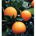  can kitsu. .. контактный дерево рассада 1 шт. ( поступление предположительно :2025 год 11 месяц примерно )