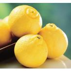  can kitsu. .. контактный дерево рассада 1 шт. ( поступление предположительно :2025 год 11 месяц примерно )