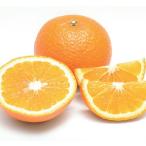  can kitsu сладкий springs контактный дерево рассада 1 шт. ( поступление предположительно :2025 год 11 месяц примерно )