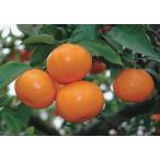  can kitsu юг Цу море (...) контактный дерево рассада 1 шт. ( поступление предположительно :2025 год 11 месяц примерно )