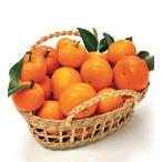 fkremi can контактный дерево рассада 1 шт. ( поступление предположительно :2025 год 11 месяц примерно )