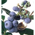 [ сильно сниженная цена!] голубика Nelson контактный дерево 5 номер 1 шт. ( наш магазин отпускная цена 3,800 иен. место,1,500 иен ..)