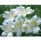 アルストロメリアペリグリナアルバ球根3球