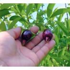  sele ja3.5 номер pot рассада 1 шт. 