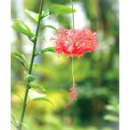 ショッピング苗 フウリンブッソウゲ　3号ポット苗　1株