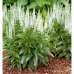 ベロニカスノーキャンドルポット苗1株