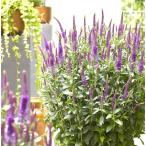 ベロニカパープルガムキャンドルポッ...