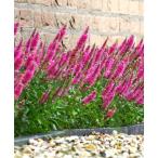 ベロニカバブルガムキャンドルポット苗1株