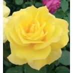 バラ　フリージア　接木新苗　1本（☆一番花咲き終わりにつき、御値引き致しました。）