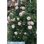 バラ　ニュードーン　接木新苗　1本（☆一番花咲き終わりにつき、御値引き致しました。）