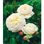 バラ　トランクウィリティー　Rosa Ausnoble（PVP）‘Tranquillity’(S)　接木大苗　1本