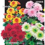 ダリア菊 4種 ポット苗 4種各1株(決算セール!)