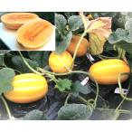 メロン　ヨーグルキッス　接木苗　2株<春の大感謝価格です。>
