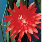 赤花大輪孔雀サボテン　3号　1株