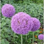 アリウムの販売店検索結果 くらし店舗検索 たくさんくらし