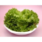  Osaka (столичный округ) . университет растения завод bata Via lettuce ( примерно 70g)6 шт оборка lettuce ( примерно 70g)6 штук входит 