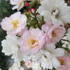 予約販売25年11月中旬出荷予定バ...