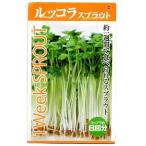 rukola ростки ata задний сельское хозяйство .1Week SPROUT примерно один неделя . еда .... овощи вид овощи семена овощи. вид 