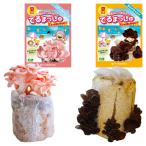 菌床キノコ栽培セット夏でるまっしゅ...