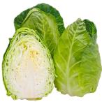 大容量ペレット種子で育てる極早生とんがりキャベツ