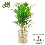 送料無料観葉植物アレカヤシ8号立て...