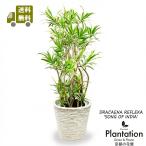 送料無料のソングオブインディア８号の魅力と育て方