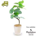 送料無料　観葉植物　フィカス　ウ