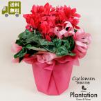 ショッピングメッセージカード無料 シクラメン鉢植え　赤、ピンク、ライトピンクを選択出来ます！　ラッピング無料　