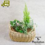 [ бесплатная доставка ] сезон. . цветок . зеленый. .... комплект 