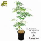 送料無料　観葉植物　エバーフレッシュ８号 ブラックセラアート鉢（黒）