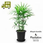 送料無料　観葉植物　シュロチク（棕櫚竹）8号　受皿付　立て札、メッセージカード無料　ラッピングも無料
