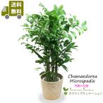 観葉植物　チャメドレア・ミクロスパディクス10号　立て札、メッセージカード無料　ラッピングも無料