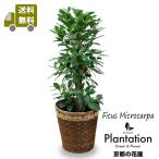 送料無料　観葉植物　ガジュマル８号　鉢カバー付　立て札＆メッセージカード無料 ラッピングも無料