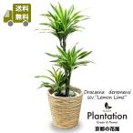 送料無料　観葉植物　レモンライム ワーネッキ８号 立て札＆メッセージカード無料 ラッピングも無料