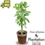 ショッピング観葉植物 送料無料　観葉植物　アルテシーマゴムの木８号　立て札＆メッセージカード無料 ラッピングも無料