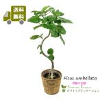 送料無料 観葉植物 ウンベラータ幹曲がり7号 立て札、メッセージカード無料 ラッピングも無料