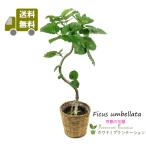 送料無料　観葉植物　ウンベラータ