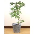 送料無料 観葉植物 エバーフレッシュ8号 立て札、メッセージカード無料 ラッピングも無料