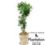 観葉植物 ソングオブジャマイカ10号 立て札、メッセージカード無料 ラッピングも無料